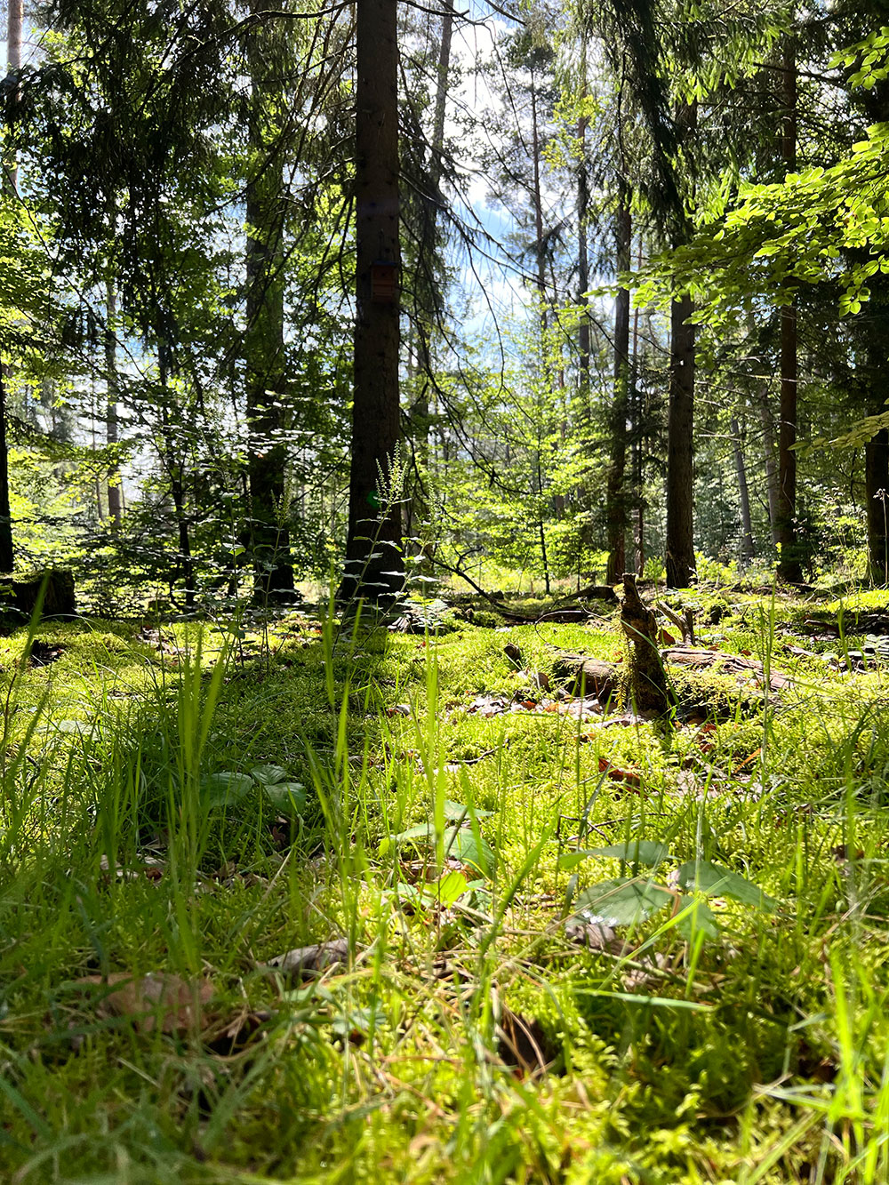 Wald by DOPS